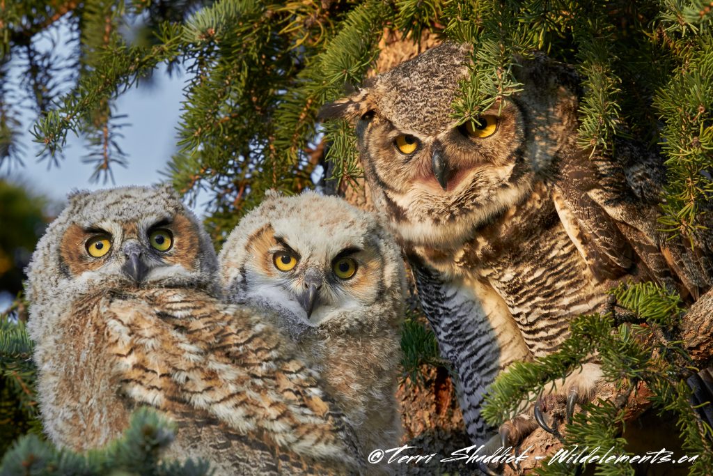 Photo de la famille hibou
